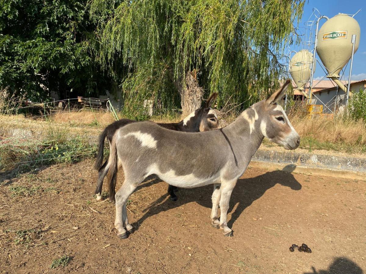 Studio A La Ferme Villa Arles Dış mekan fotoğraf